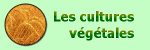 Le monde végétal